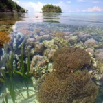 PusatFocus - Kepulauan Togean