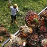 PusatFocus - CPO Melonjak 19%, Petani RI Pesta Pora