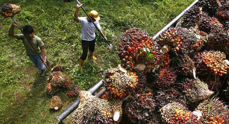 CPO Melonjak 19,65% Sepanjang 2025, Petani Sawit RI Benar Happy? PusatFocus - CPO Melonjak 19%, Petani RI Pesta Pora