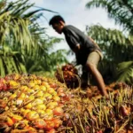 PusatFocus - Petani Sawit Ingatkan Soal Ancaman Yang Mengintai Sawit RI
