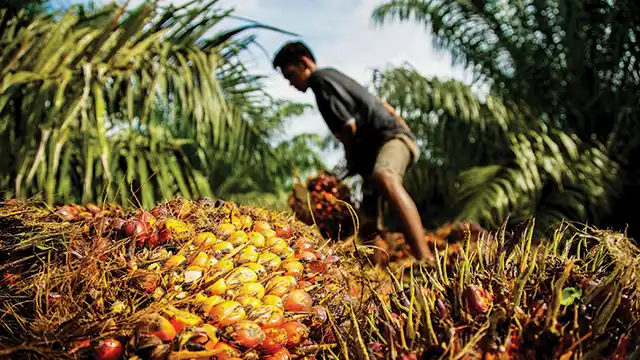 PusatFocus - Petani Sawit Ingatkan Soal Ancaman Yang Mengintai Sawit RI